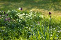 Fritillaria meleagris, Primulas and dwarf Narcissi naturalised in a lawn in spring - Mill House, Wylye Valley, Wiltshire