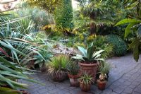 Tropical garden with various Agaves in pots (Agave ferox in middle), and Trachycarpus fortunei background, Butia capitata top right - Beechwell House, Bristol 
 