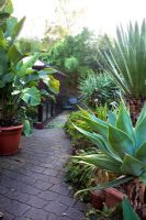 Urban tropical garden with Strelitzia nicolai on left, Agave attenuata on right, Aloe aborescens middle behind that - Beechwell House, Bristol 