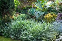 Foliage border including Yucca gloriosa, Pleioblastus variagata - Beechwell House, Bristol 
 