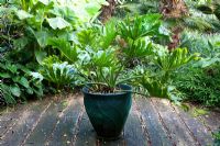 Philodendron selloum in glazed pot - Beechwell House, Bristol 
 