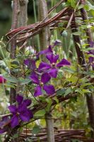 Clematis viticella 'Polish Spirit' - On a hazel and willow support