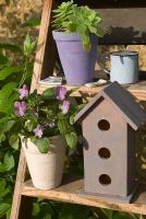 Viola 'Sorbet Lavender Ice' in pot on steps with birdhouse