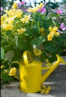 Nasturtium 'Double delight cream' with yellow watering can