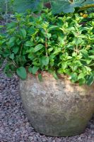 Herb growing in terracotta pot - 'My Very Local Veg Garden' - Gold Medal Winner, RHS Malvern Spring Gardening Show 2011 

