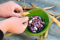 Saving seed, male gardener shelling runner bean seed into small bowl