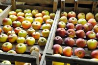Storing various apple varieties in wooden trays, in frost free shed