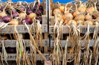 Home grown maincrop Onions ripening in wooden trays, UK, August