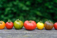 Mixed varieties and colours of tomatoes in row 'Marmande' 'Golden Sunrise' 'Green Zebra' 'Tigerella' 'Black Russian'