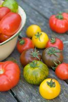 Mixed varieties of tomatoes in enamel bowl and on table'Marmande' 'Green Zebra' 'Red Zebra' 'Golden Sunrise''Black Russian' 'Tigerella'