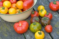 Mixed varieties of tomatoes in enamel bowl and on table 'Marmande' 'Green Zebra' 'Red Zebra' 'Golden Sunrise''Black Russian' 'Tigerella'