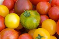 Closeup of mixed varieties of tomatoes, varieties, 'Marmande' 'Golden Sunrise' 'Tigerella'  'Green Zebra' 'Red Zebra'
