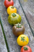 Mixed varieties and colours of tomatoes in row  'Golden Sunrise' 'Green Zebra' 'Tigerella' 'Black Russian'
