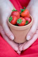 woman holding a small teracotta plant pot containing strawberries