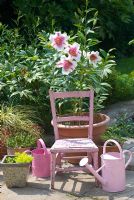 Patio pots with pink watering cans and pink tree Lily in pot