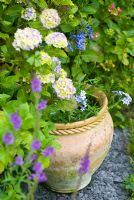 Terracotta pot with Hydrangea, blue Phlox, Agapanthus and  Linaria - Purple Toadflax 