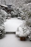 Heavy snow fall in town garden, steps to lawn, mixed shrub small trees in border,  Acer in pot and in border, Buxus - Box evergeen curved hedge, shed and terracotta pots