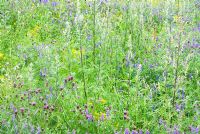 Wild flower meadow with Vicia cracca - Tufted Vetch, Centaurea nigra - Common Knapweed, Artemisia vulgaris - Mugwort and Senecio jacobaea  - Ragwort 
