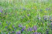 Wild flower meadow with Vicia cracca - Tufted Vetch, Centaurea nigra - Common Knapweed, Artemisia vulgaris - Mugwort and Senecio jacobaea  - Ragwort 
