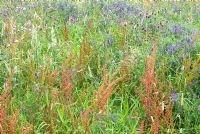 Wild flower meadow with Vicia cracca - Tufted Vetch,  Rumex obtusifolius - Broad-leaved Dock and Centaurea nigra 'Common Knapweed'