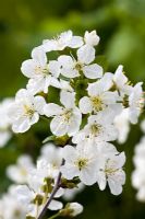 Prunus cerasus 'Morello' - Morello cherry in blossom