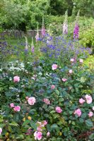 Rosa 'Nathalie Nypels' in cottage garden with Digitalis - RHS Garden Rosemoor, Devon