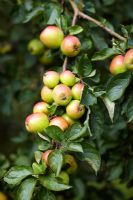 Malus domestica - Apple 'Calville Roughe d'Hiver'
