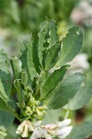 Leaf damage on Broad beans caused by Pea and bean weevils