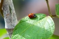 Coccinella 7-punctata - 7-spot ladybird on runner beans