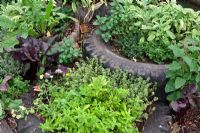 Herbs planted in raised beds made with old car tyres 