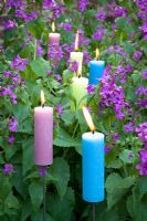 Candles amongst purple Lunaria annua - Honesty at Perch Hill 