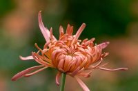 Chrysanthemum 'Evening Glow'