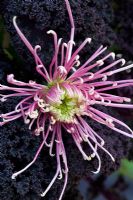 Chrysanthemum 'Flyaway' with Kale 'Redbor'