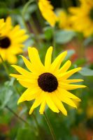 Helianthus debilis - Sunflower