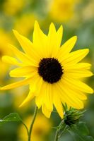 Helianthus debilis - Sunflower