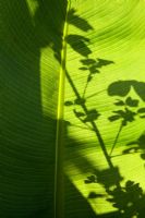 Light shining through the leaf of Musa basjoo - Japanese Banana, in the Exotic Garden at Great Dixter. 