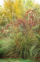 An autumnal grouping of Cortaderia richardii syn C. fulvida with Rosa rubrifolia syn R. glauca at Abbey Dore gardens, Herefordshire