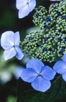 Hydrangea macrophylla 'Blue Wave' syn H. macrophylla 'Mariesii Perfecta'