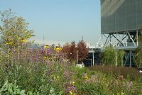 Aquatics Centre in the background with North American planting area in the south of the Park with Rudbeckia and Verbena bonariensis as part of the Prairie planing. Sarah Price the garden designer responsible for the planting plans in the world gardens stretching for half a mile - Olympic Park, London. September 2011