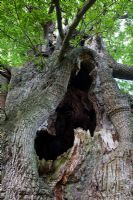 Quercus robur  Large ancient oak tree with hollow centre 