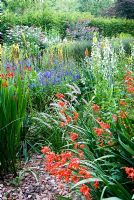 The Stone garden is naturalistic area to the south of the house where perennials are encouraged to self seed into a thick mulch of stones and pebbles. Included are Crocosmias, white Galtonia candicans, Kniphofias, Veronica spicata and Verbascums. Holbrook Garden,Tiverton, Devon, UK