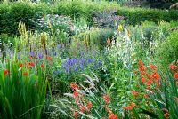 The Stone garden is naturalistic area to the south of the house where perennials are encouraged to self seed into a thick mulch of stones and pebbles. Included are Crocosmias, white Galtonia candicans, Kniphofias, Veronica spicata and Verbascums - Holbrook Garden, Tiverton, Devon, UK