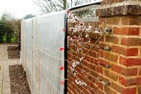 Apricot Delicot Flavorcot flowering behind plastic sheeting for frost protection
