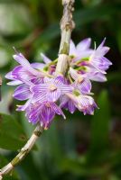 Dendrobium goldschmidtianum 'Kraenzl' x D. victoria-reginae 'Loher'
