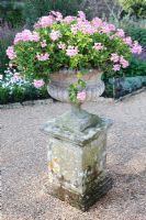 Pink Pelargonium - Geranium Flowers in stone urn 