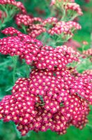 Millefolium 'Red Velvet'