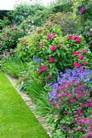 June border with roses - plants inc Rosa 'Rose du Roi', Geranium 'Johnsons Blue', Astrantia 'Hadspen Blood'
