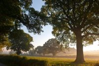 Quercus robur - Oak trees in early morning mist 