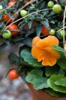 Ornamental grass, Solanum capsicastrum - Winter Cherry and Viola - Pansies in terracotta pot in autumn