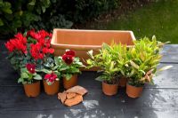 Materials needed for planting Winter Windowbox